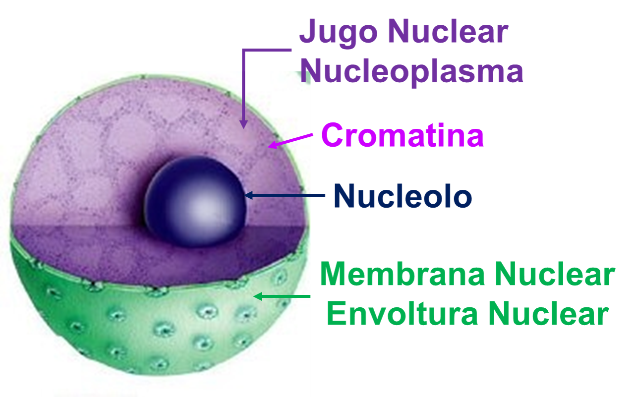Biología 4º: Núcleo Celular Núcleo de Fotografia